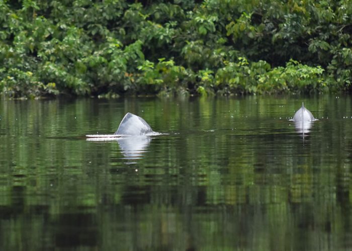 pink dolphins cuyabeno wildlife reserve ecuador lodge tucan