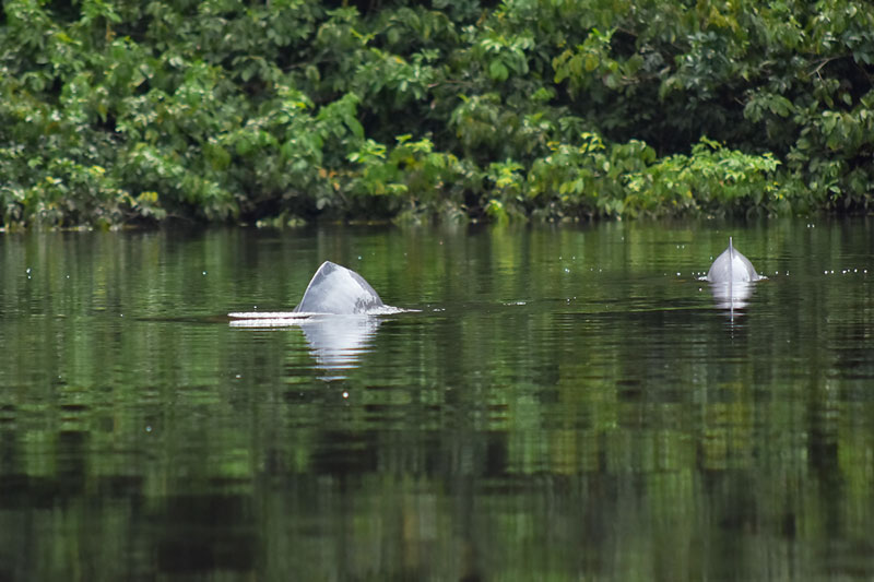 Delfín Rosado Del Cuyabeno | Tucan Lodge Cuyabeno