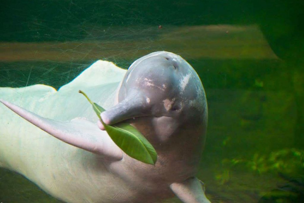 pink dolphins cuyabeno wildlife reserve ecuador tour amazon pink dolphins cuyabeno wildlife reserve ecuador tour amazon
