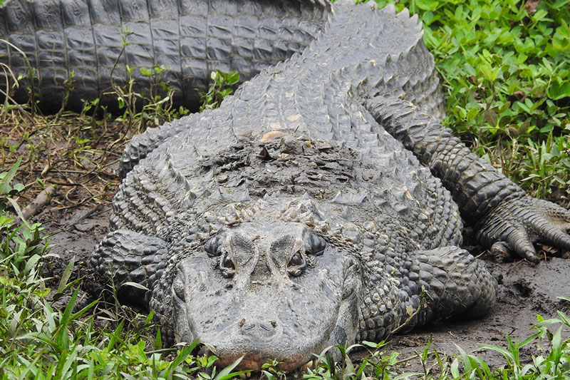 caiman cuyabeno wildlife reserve ecuador lodge tour amazon