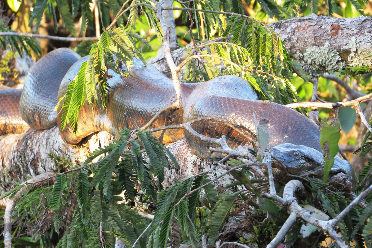 fauna cuyabeno reserve wildlife ecuador amazon lodge national park