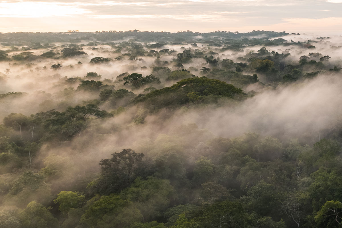 flora cuyabeno reserve wildlife ecuador amazon lodge