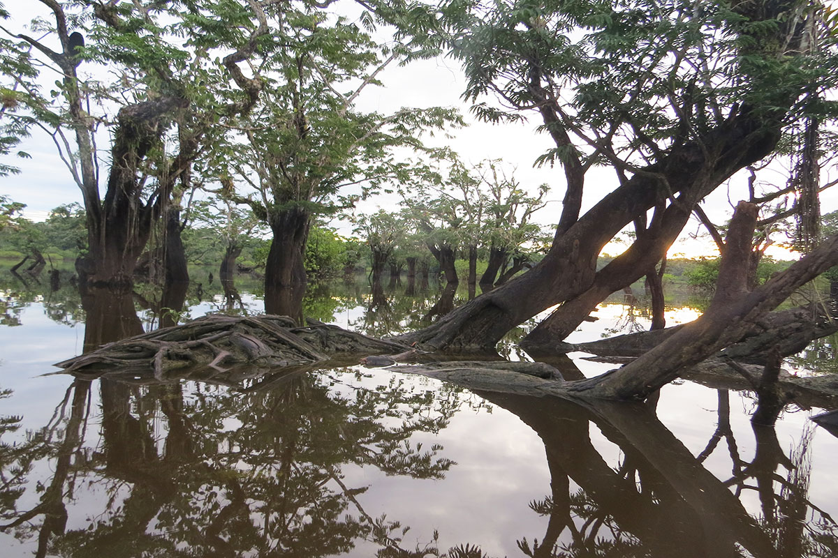 flora lake cuyabeno reserve wildlife ecuador amazon lodge