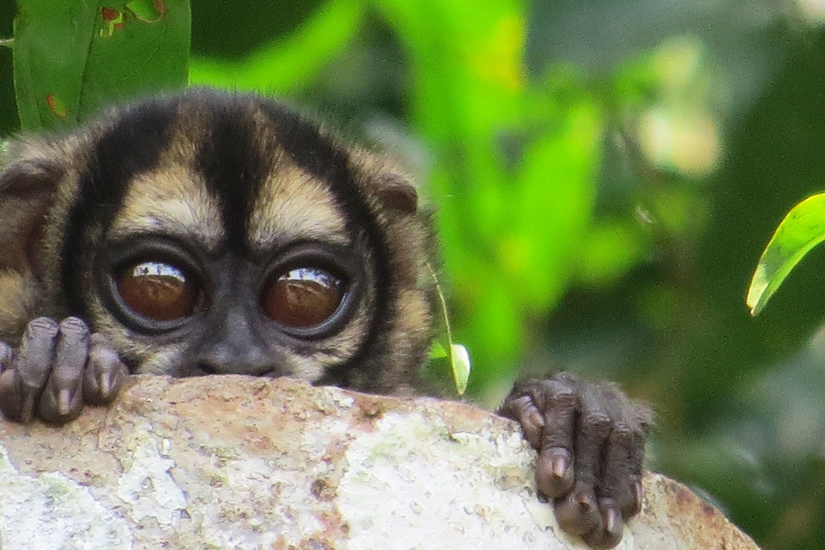 threats cuyabeno reserve wildlife ecuador amazon lodge