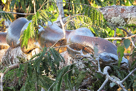 anacondas activitycuyabeno ecuador tour amazon lodge