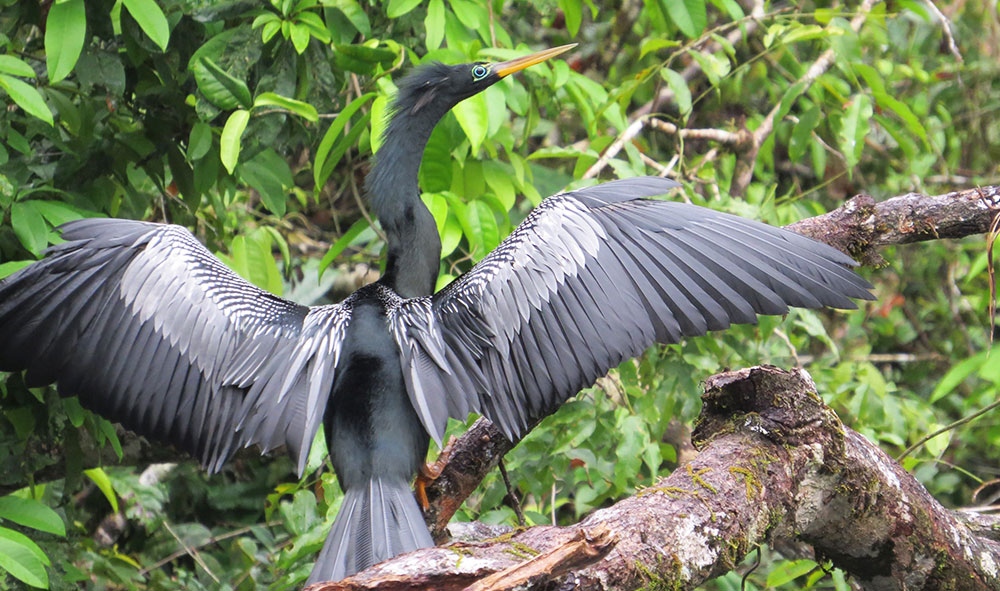 Cuyabeno Wildlife Gallery | Tucan Lodge Cuyabeno | Ecuador Tour