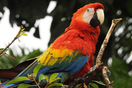 birdwatching activity cuyabeno lodge amazon tour