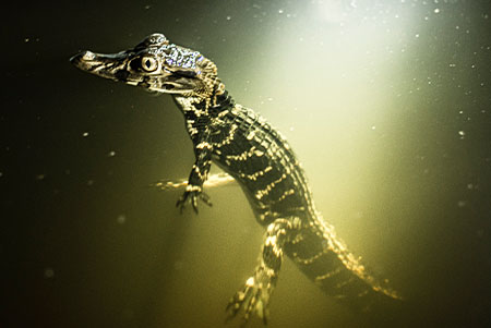 caiman search activity cuyabeno ecuador tour-amazon lodge