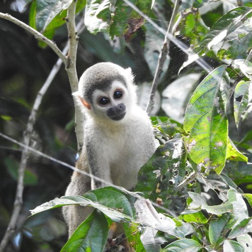 monkey ecuador tour cuyabeno