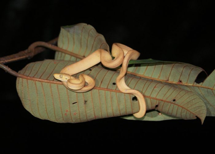 snake cuyabeno tour fauna