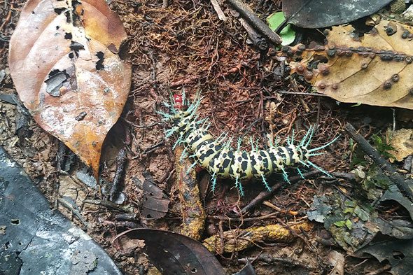 insectos reserva cuyabeno ecuador