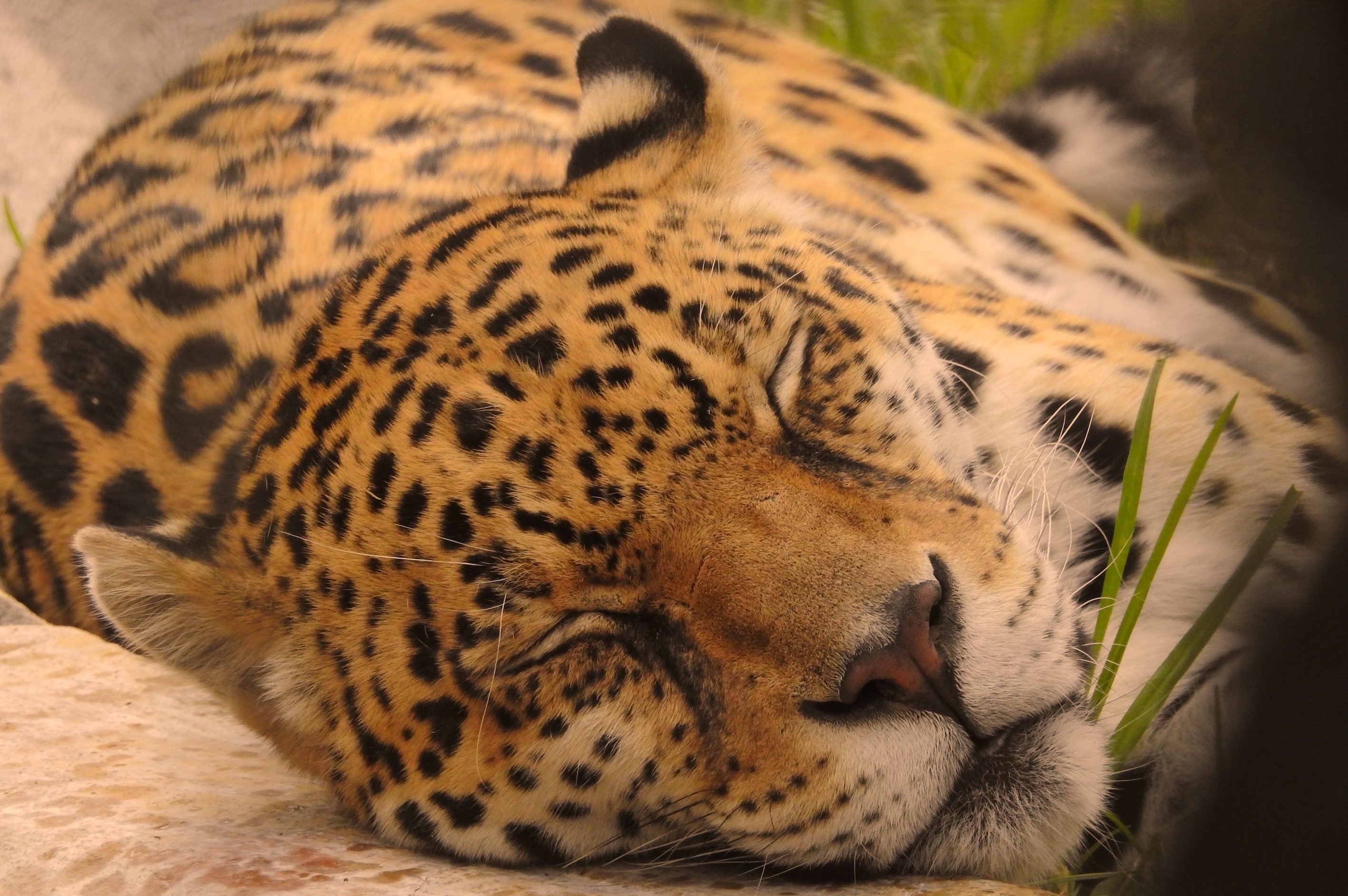 jaguar amazon wildlife canoe boat ride amazonia river ecuador cuyabeno tucan lodge