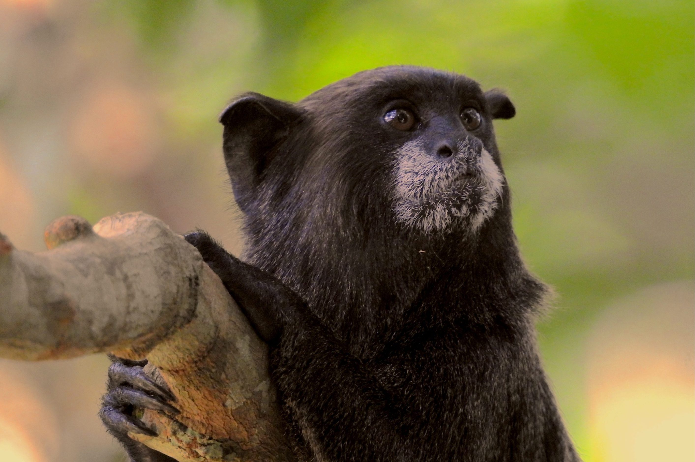 Black tamarin monkey resting on a tree branch in the Amazon rainforest.