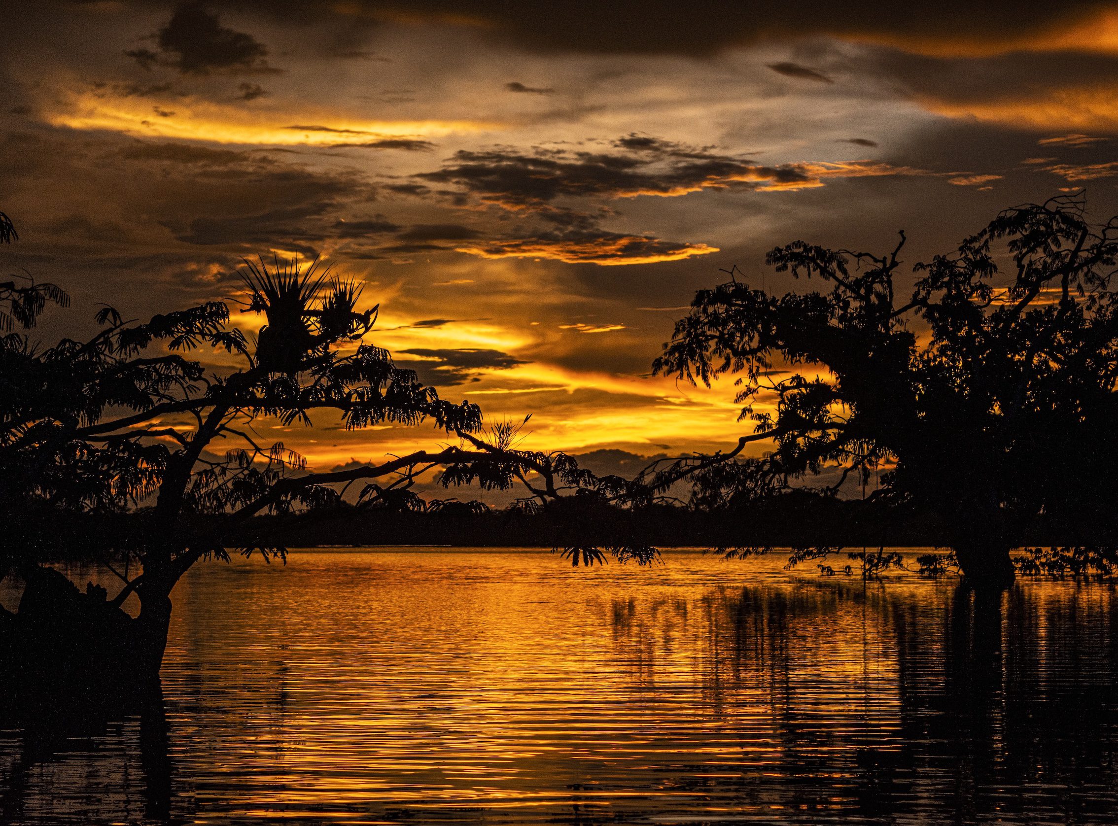 Golden sunset over the Amazon River with silhouetted rainforest trees reflected in calm water
