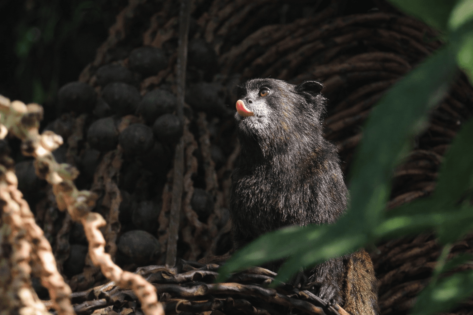 Amazon tamarin monkey perched among rainforest vegetation during a wildlife observation experience