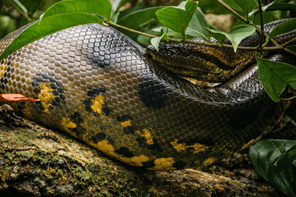 green-anaconda-resting-on-mossy-log-amazon Green anaconda resting on a moss-covered log in the Ecuadorian Amazon rainforest