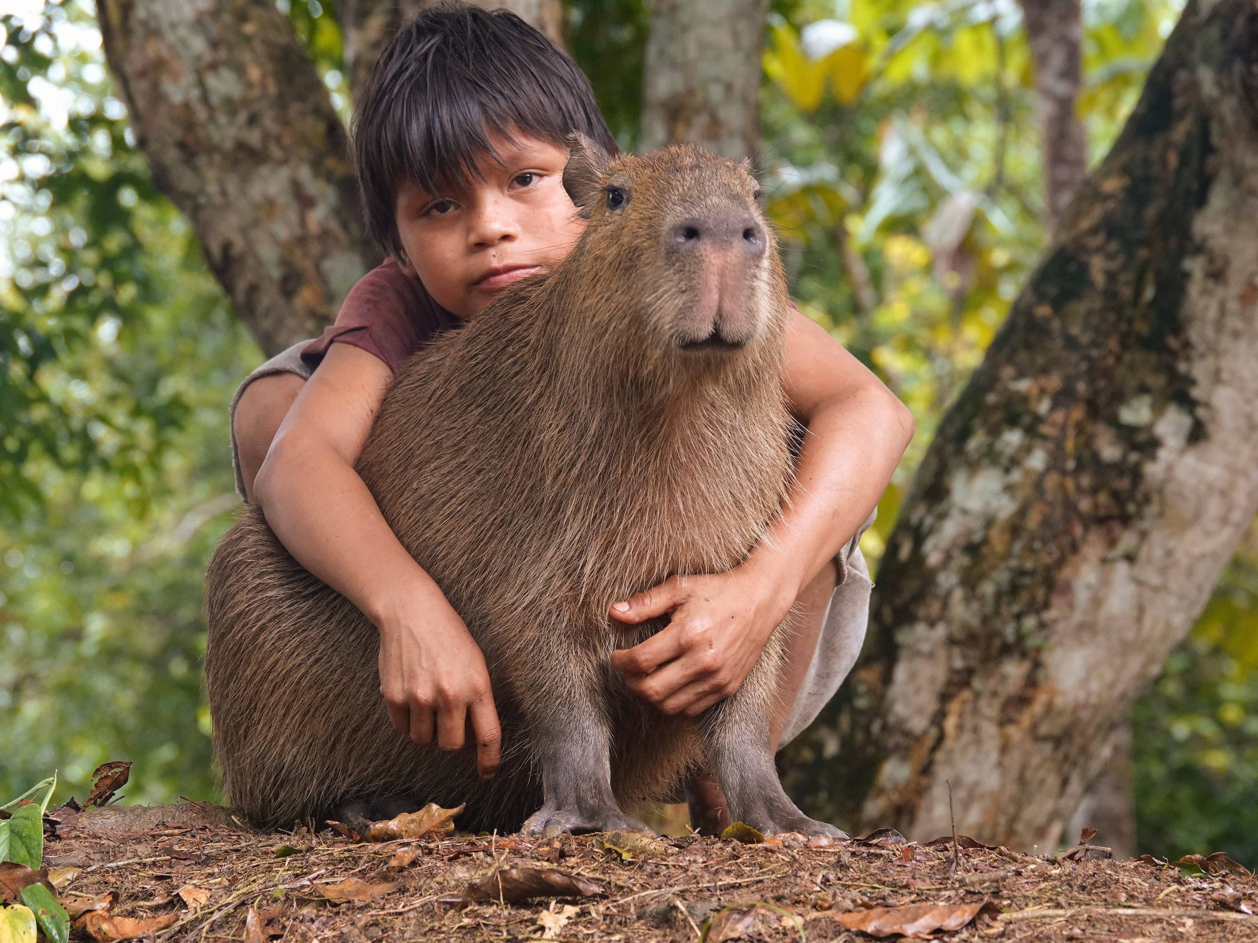 Indigenous child gently holding a capybara in the Amazon rainforest, reflecting a close relationship with nature in Ecuador