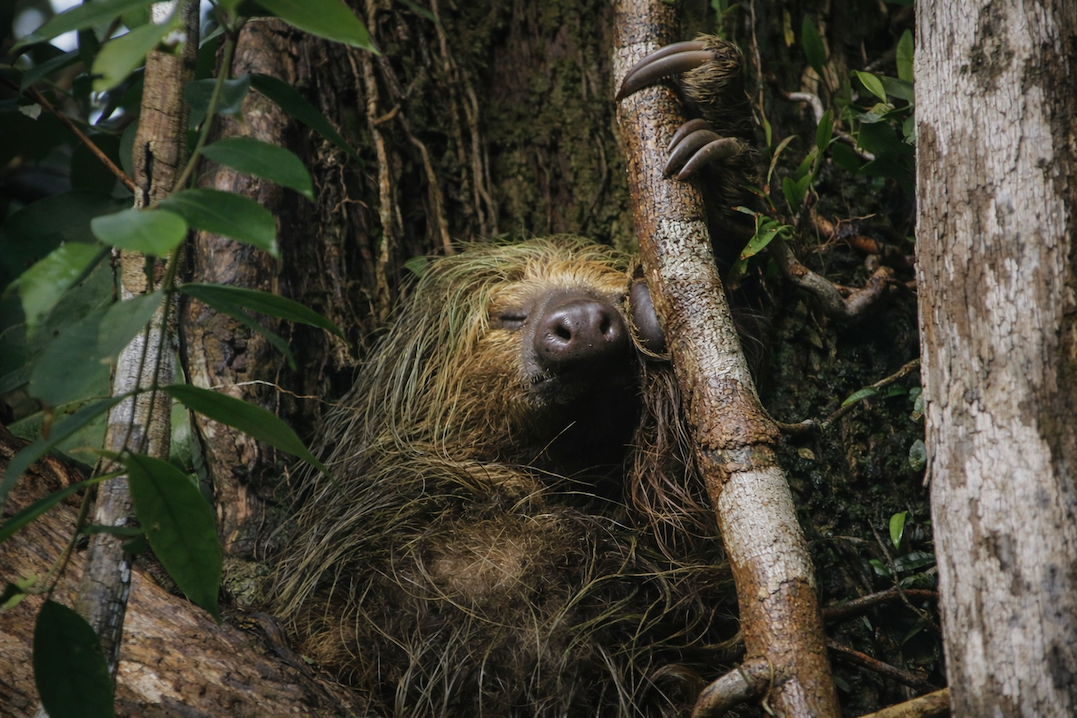 Sloth resting among branches in the misty Ecuadorian Amazon rainforest