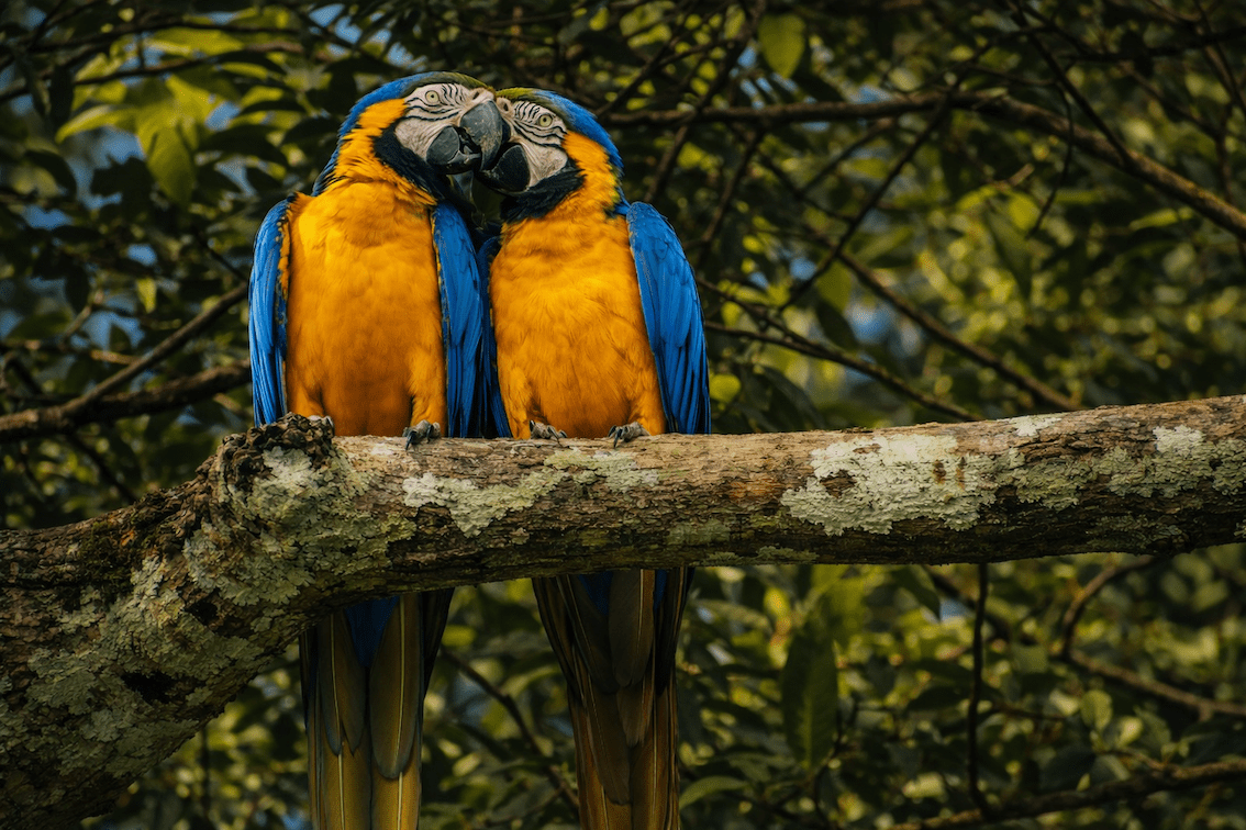 Pair of colorful macaws perched closely together in the Amazon rainforest