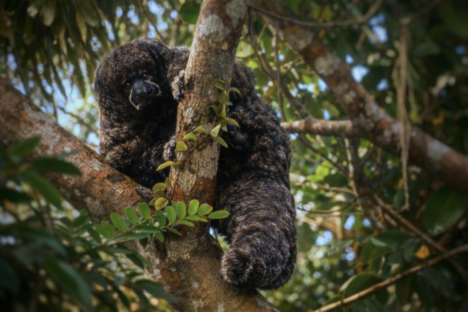 saki monkey on a branch of a tree in the amazon in ecuador