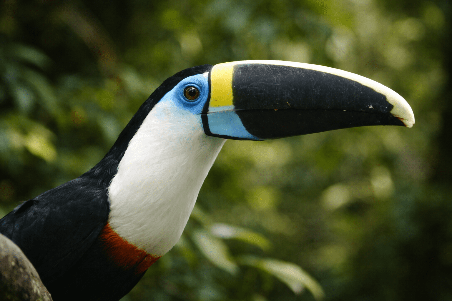 Tucán de colores vivos posado entre la vegetación frondosa de la selva amazónica del Ecuador.