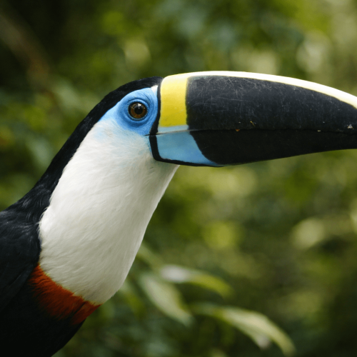 Colorful toucan perched among lush vegetation in the Ecuadorian Amazon rainforest