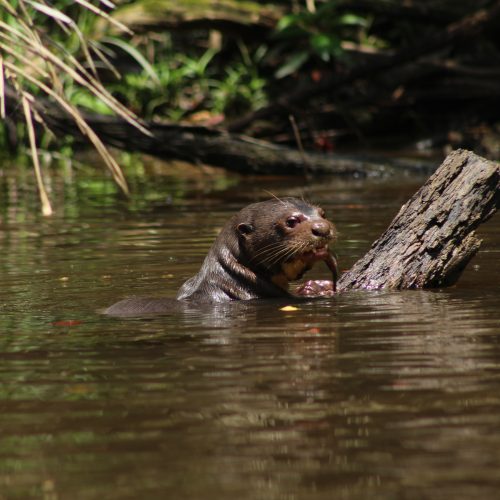 otters