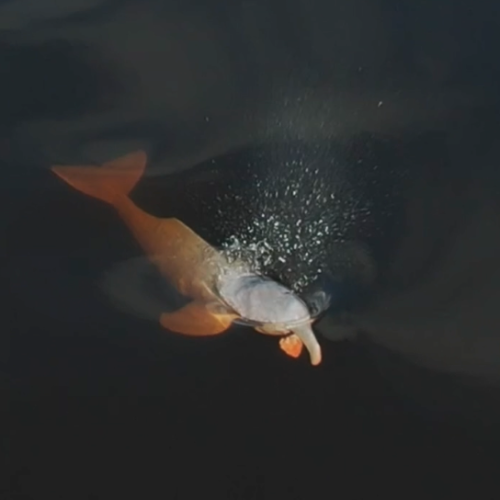pink-dolphins